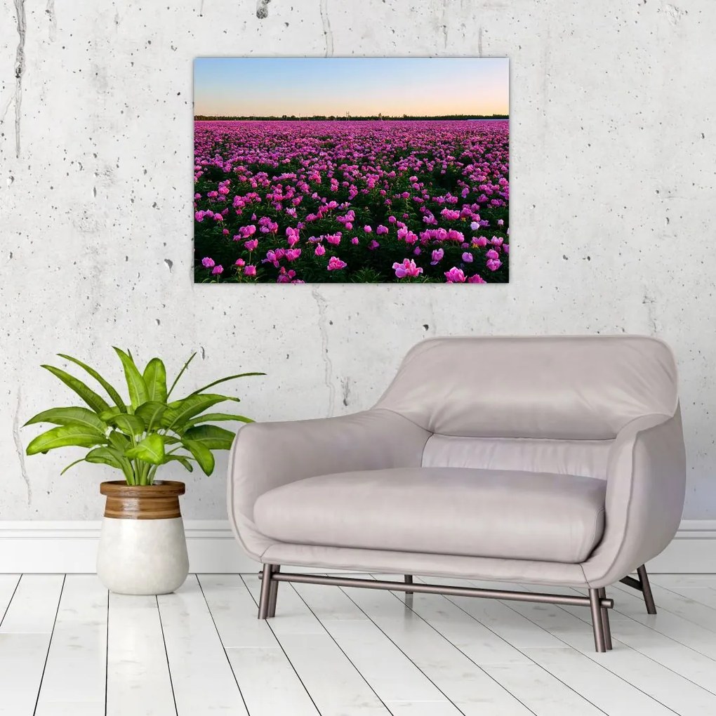 Obraz na szkle - Łąka fioletowych tulipanów (70x50 cm)