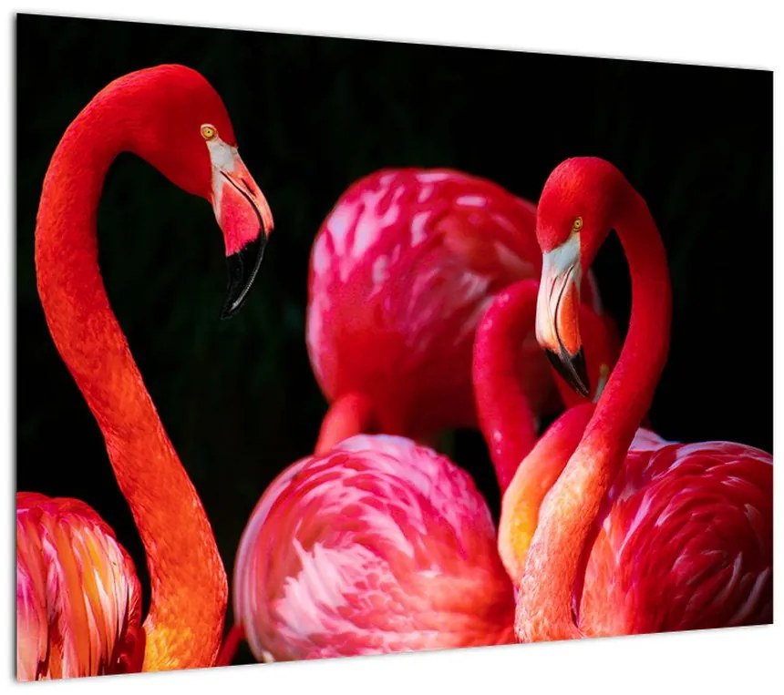 Obraz czerwonych flamingów (70x50 cm)
