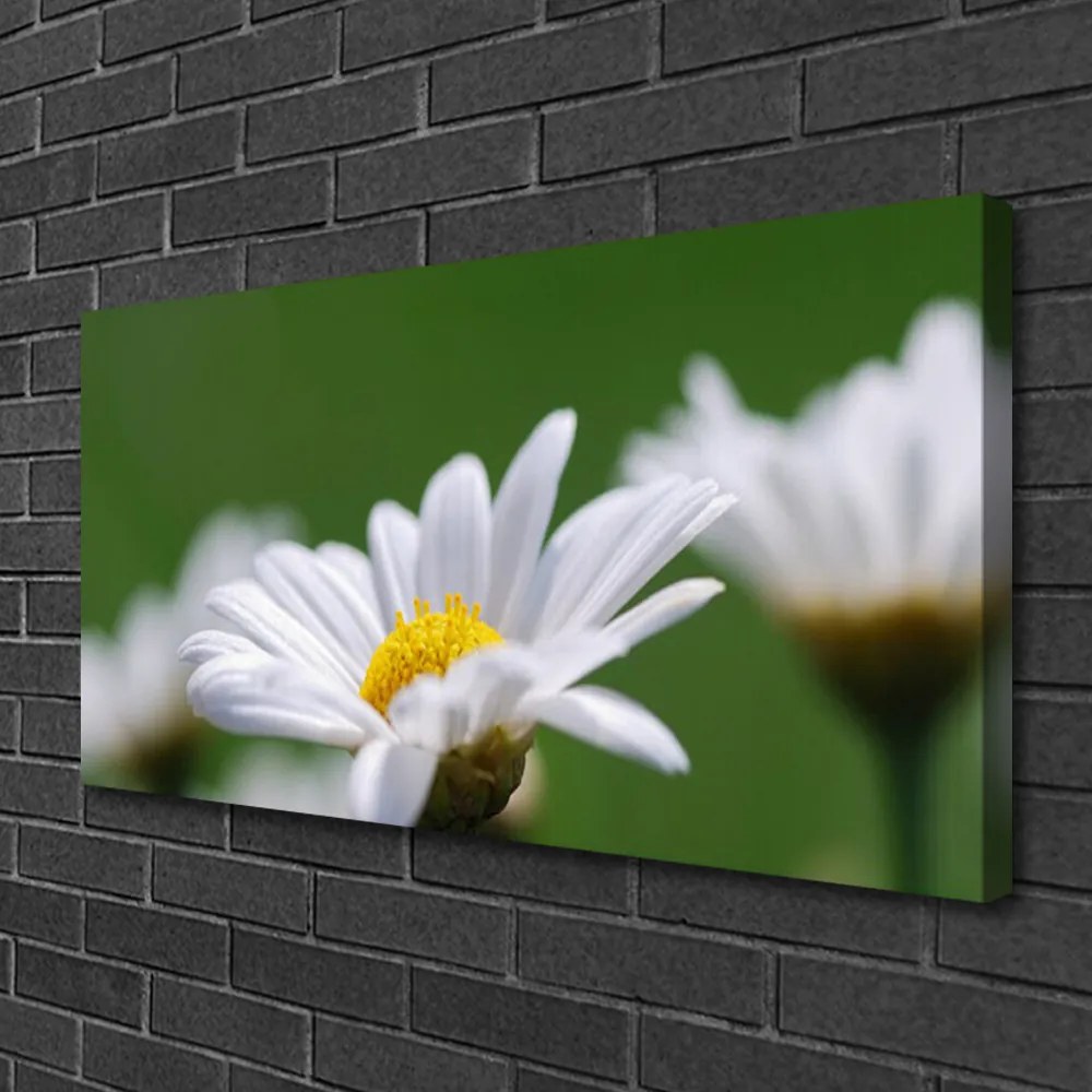 Obraz drukowany na płótnie Delikatna Stokrotka Polna