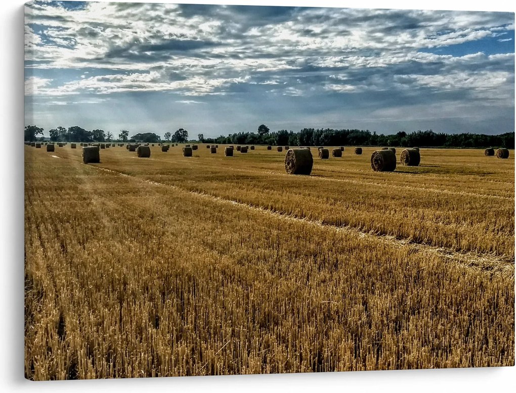 Obraz zebranego pola zboża (70x50 cm)