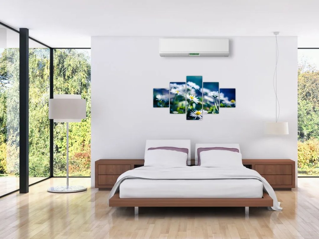 Obraz stokrotek (125x70 cm)