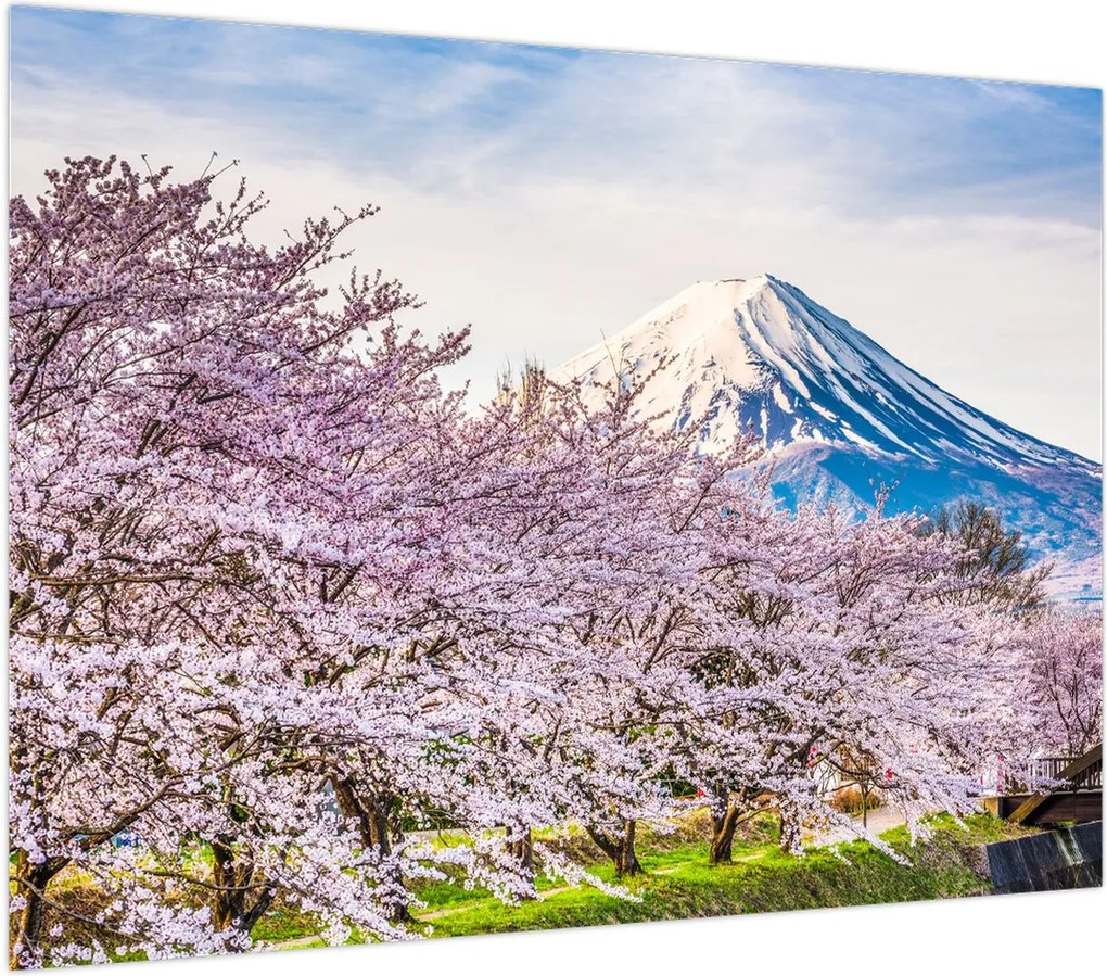 Obraz na szkle - Japonia wiosną (70x50 cm)