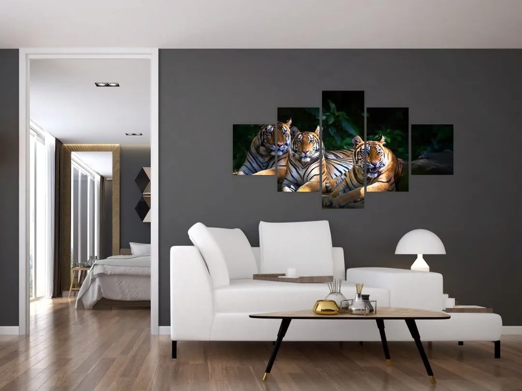 Obraz - Tygrysi Bracia (125x70 cm)