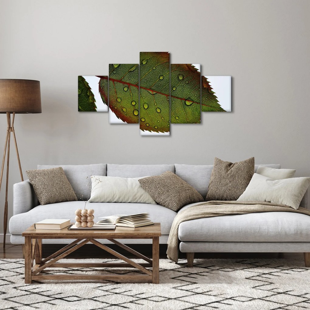 Obraz - Liść róży (125x70 cm)