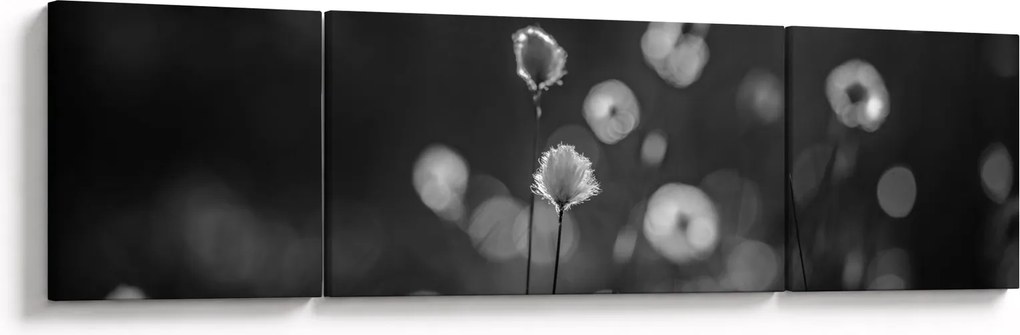 Obraz - Trawa bawełniana na łące (170x50 cm)
