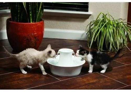 PetSafe® Fontanna ceramiczna Avalon 2l