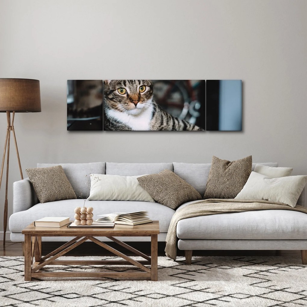 Obraz kota (170x50 cm)