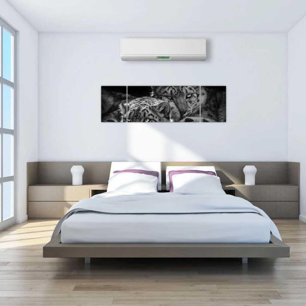 Obraz - Odpoczywające gepardy (170x50 cm)