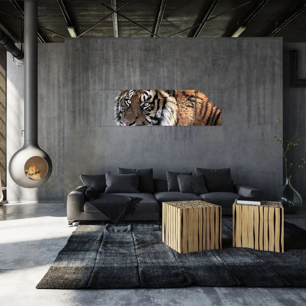 Obraz tygrysa (170x50 cm)