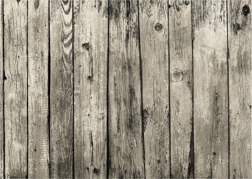 Obraz - Drzewo (70x50 cm)