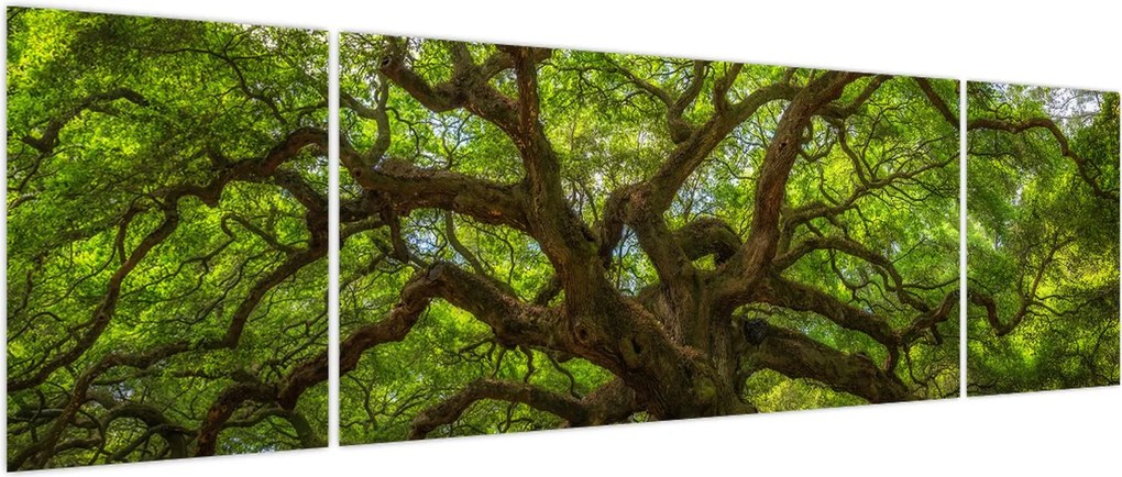 Obraz - Zielone drzewo (170x50 cm)