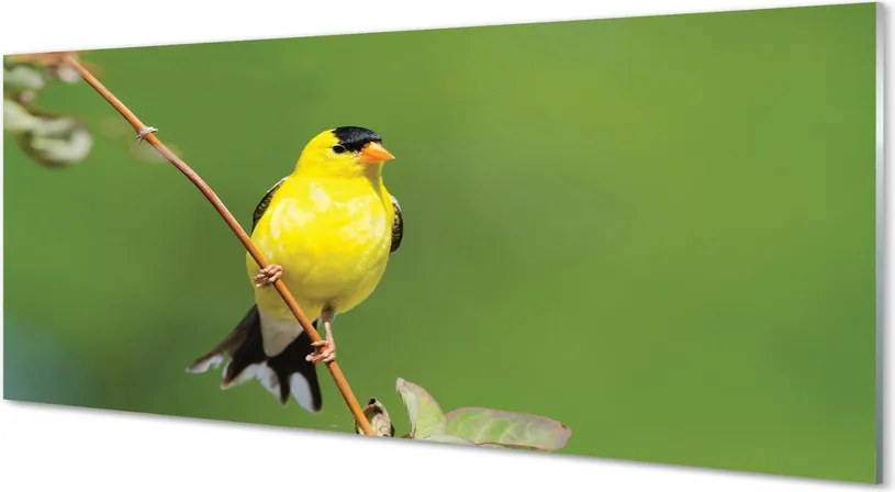 Panel Kuchenny Szklany Słoneczna Żółta Papuga