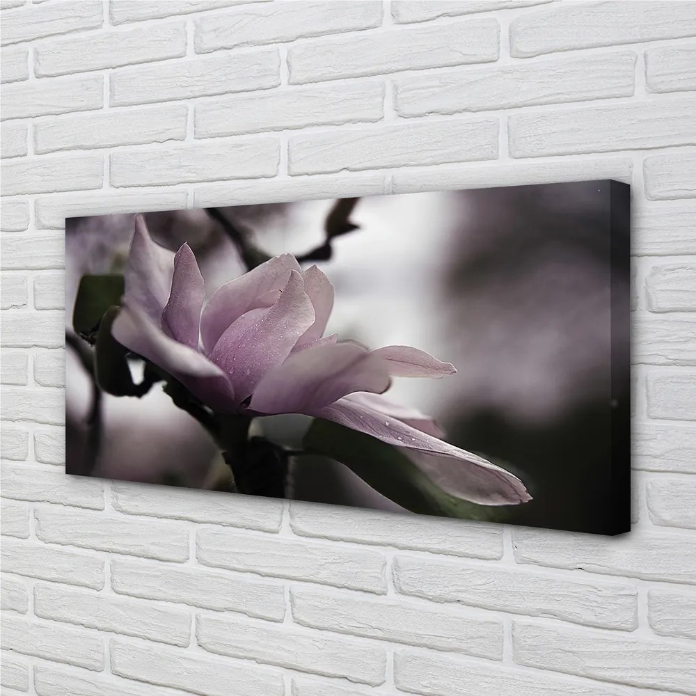 Duży obraz na płótnie Magnolia