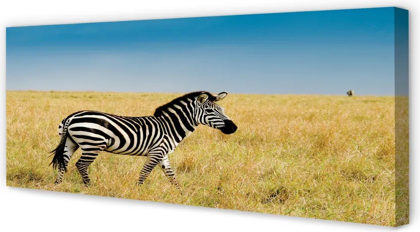 Obraz na płótnie Zebra na Sawannie