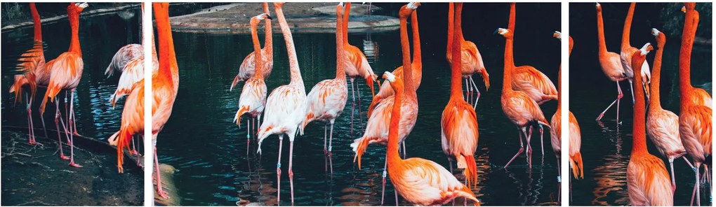 Obraz stada flamingów (170x50 cm)