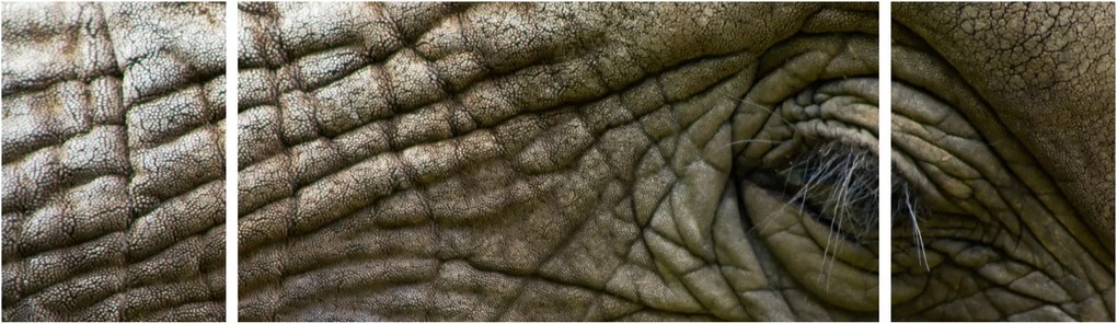 Obraz - Zbliżenie na stare oko słonia (170x50 cm)