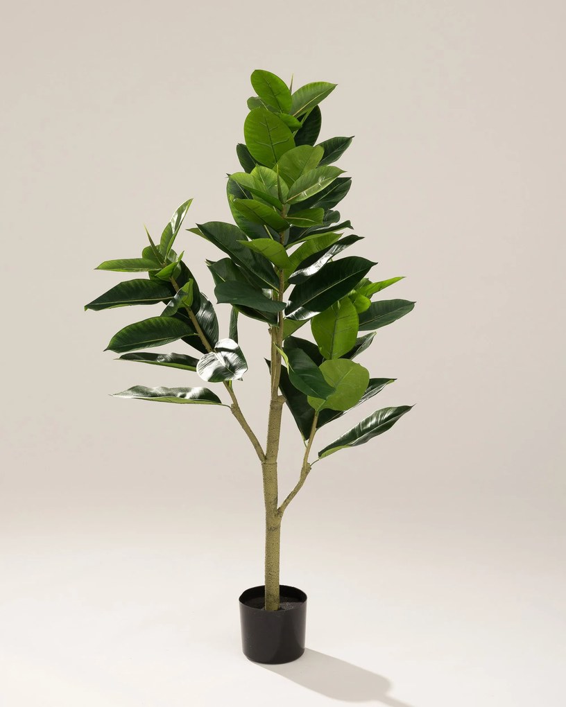 Fikus w doniczce 145 cm