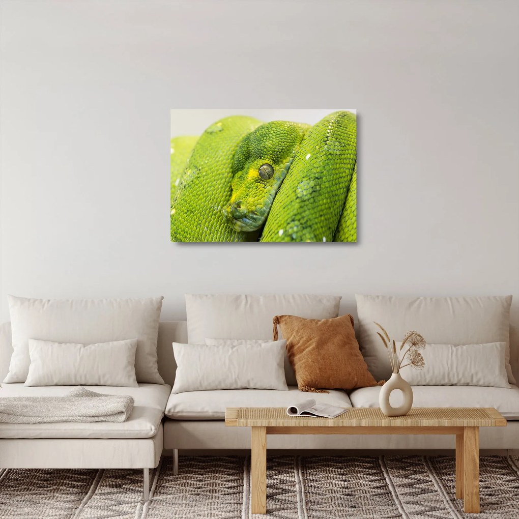 Obraz na szkle węża (70x50 cm)