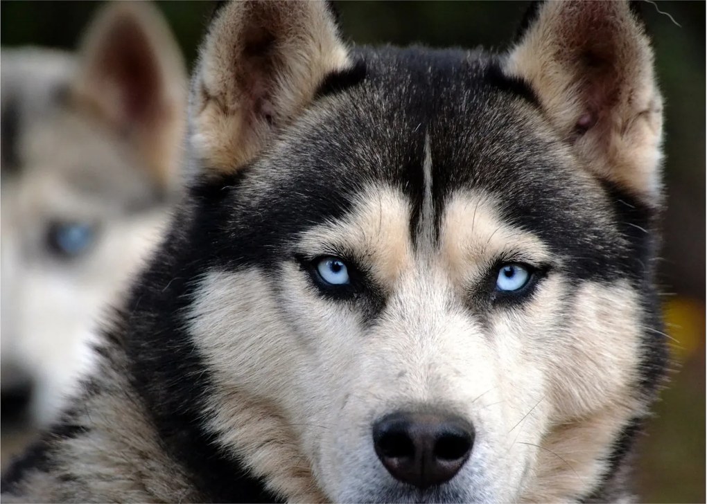 Obraz na szkle - pies husky (70x50 cm)