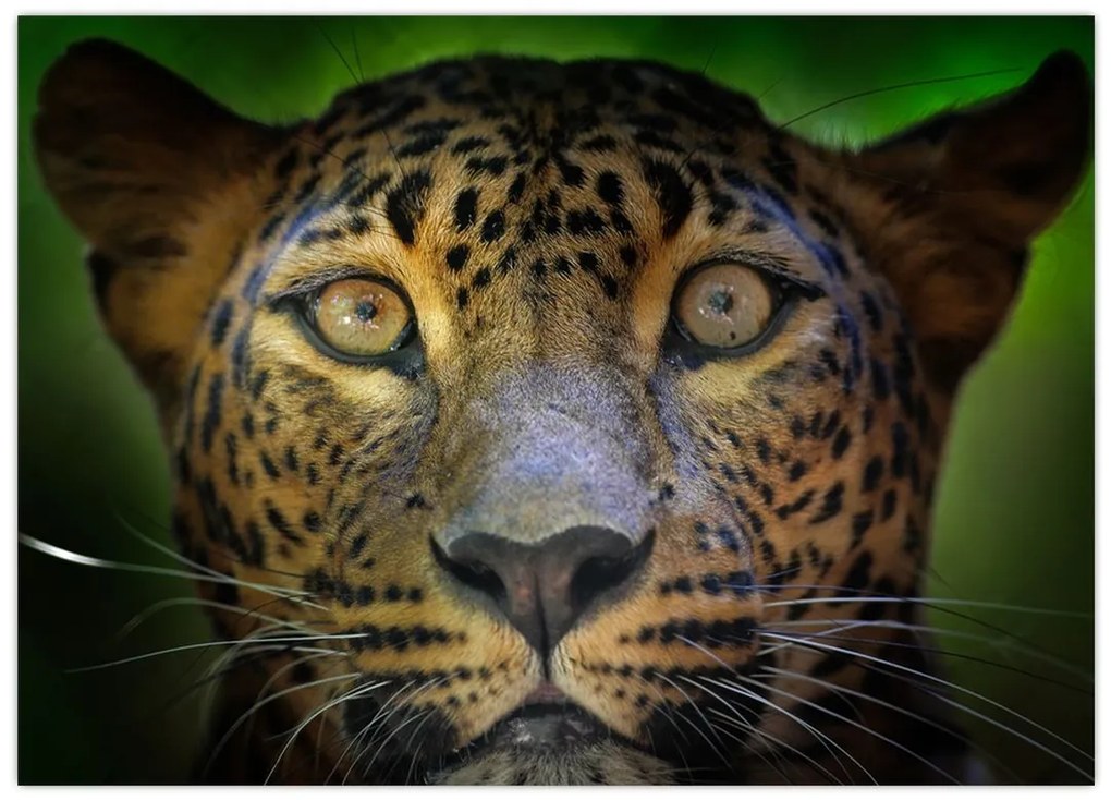 Obraz - Portret lamparta, Sri Lanka (70x50 cm)