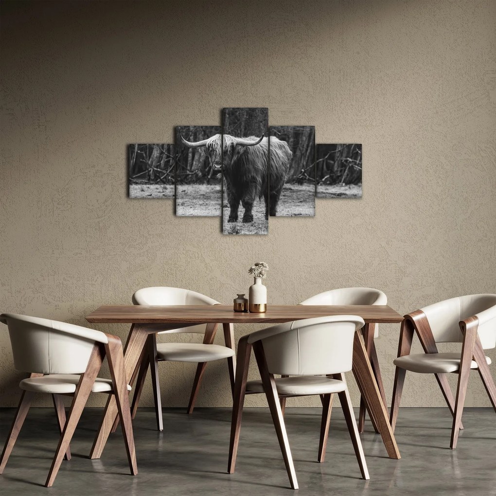 Obraz - Szkocka krowa (125x70 cm)