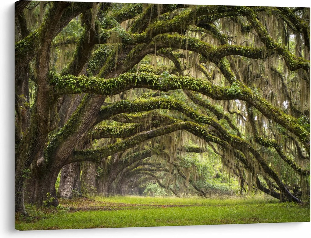Obraz - Oaks Avenue, Charleston, Karolina Południowa, USA (70x50 cm)