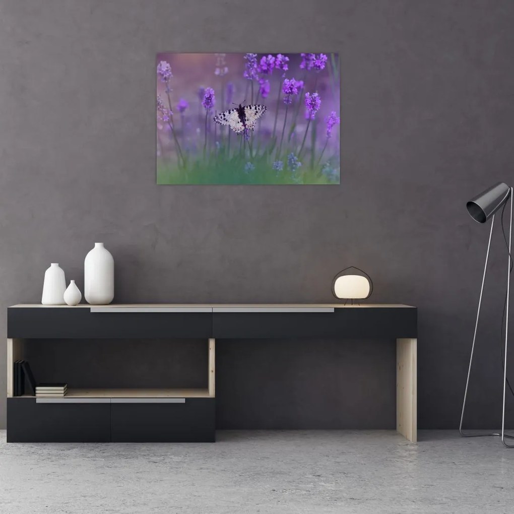 Obraz - Motyl w lawendach (70x50 cm)
