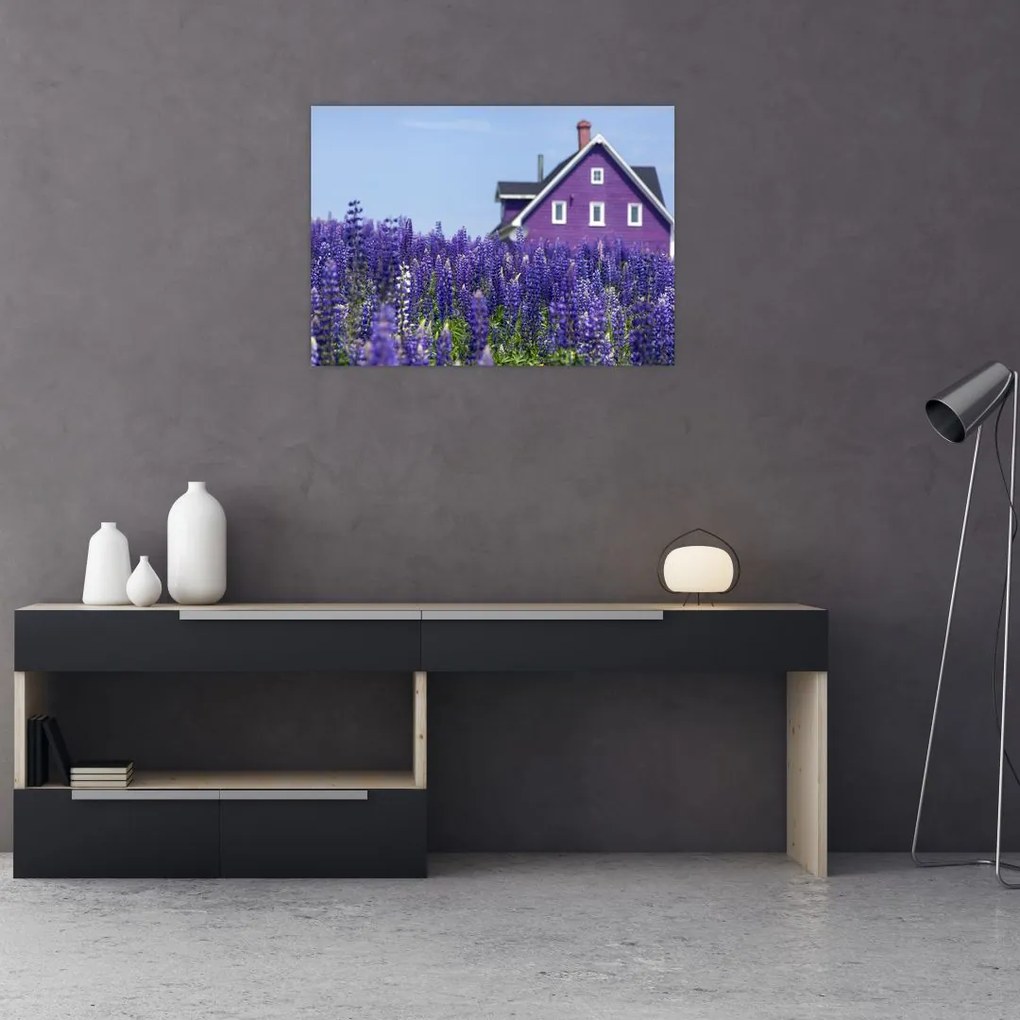Obraz na szkle - lawendowe pole (70x50 cm)