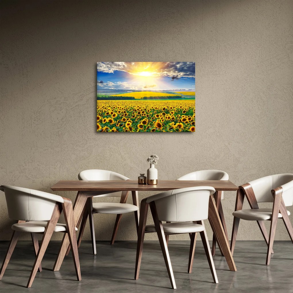 Obraz - Pole słoneczników (70x50 cm)