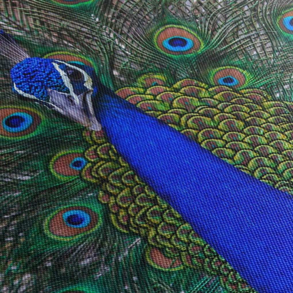 Obraz - Paw (70x50 cm)