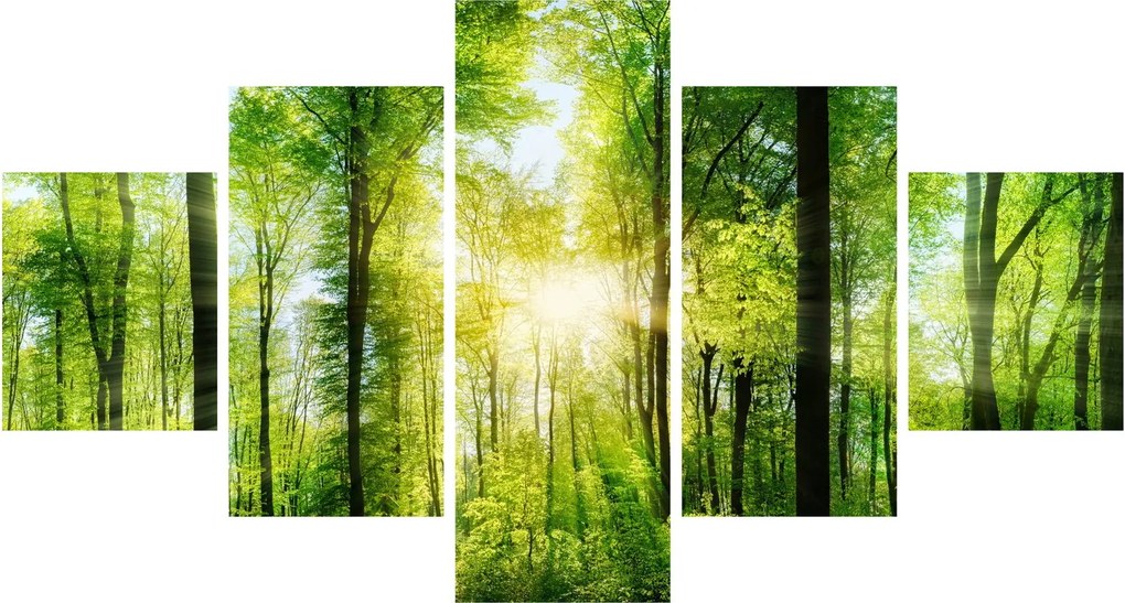 Obraz - Świt w lesie (125x70 cm)