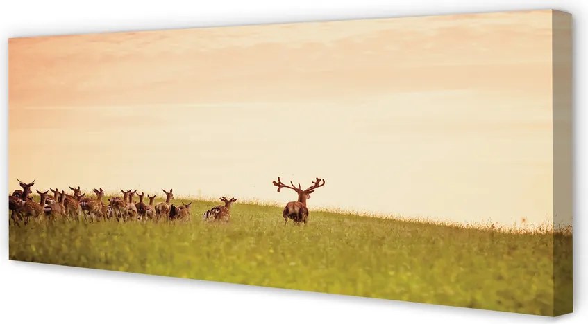 Duży obraz na płótnie Stado Jeleni o Poranku