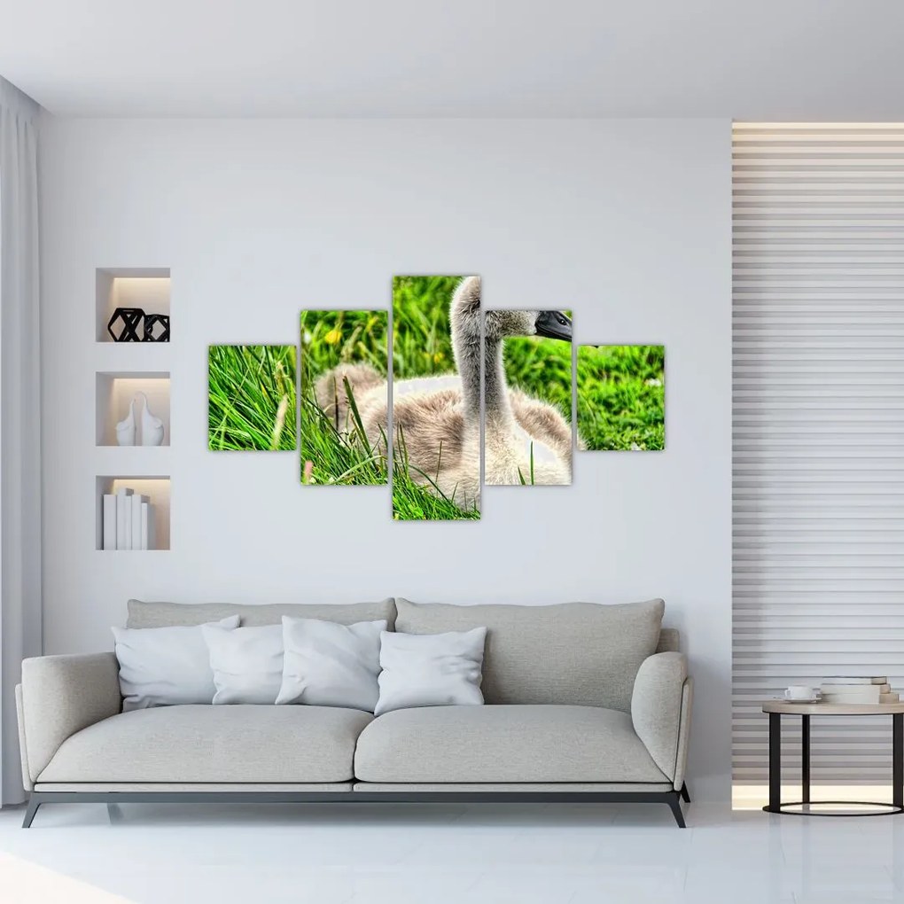 Obraz - mały łabędź w trawie (125x70 cm)