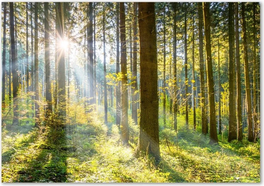 Foto obraz szkło hartowane Las w słońcu