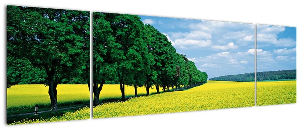 Obraz pola z aleją (170x50 cm)
