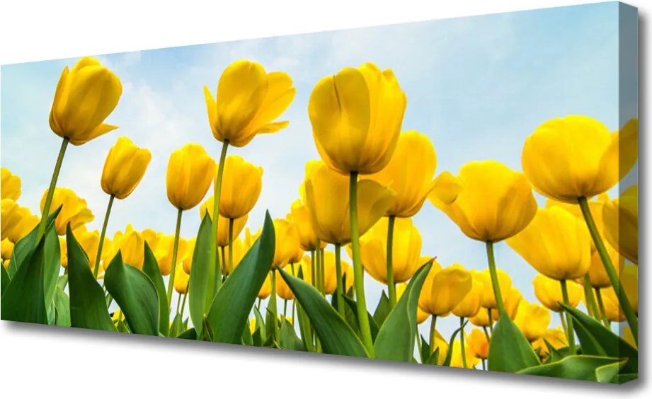 Obraz canvas Pole Tęczowych Tulipanów