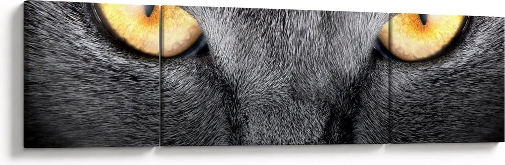 Obraz - Portret kota z bliska (170x50 cm)