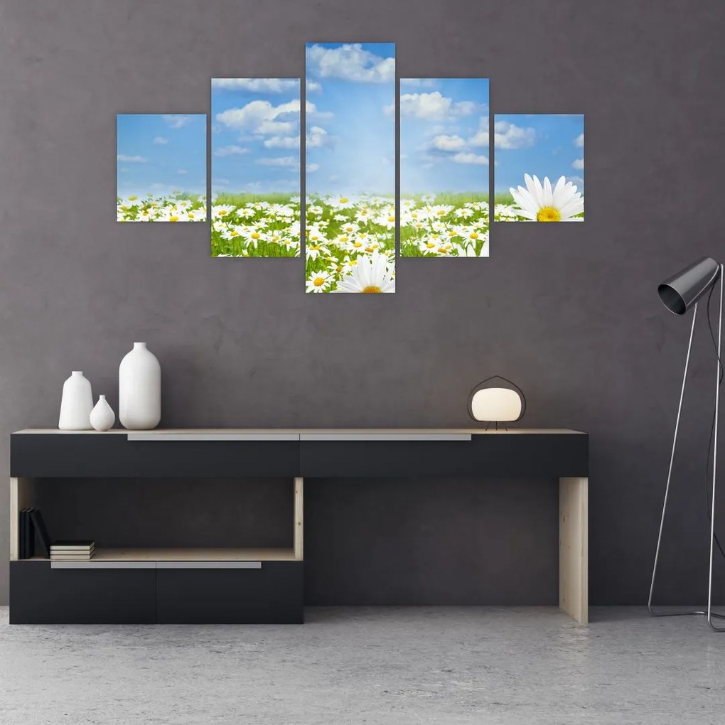 Obraz kwitnącej łąki ze stokrotkami (125x70 cm)