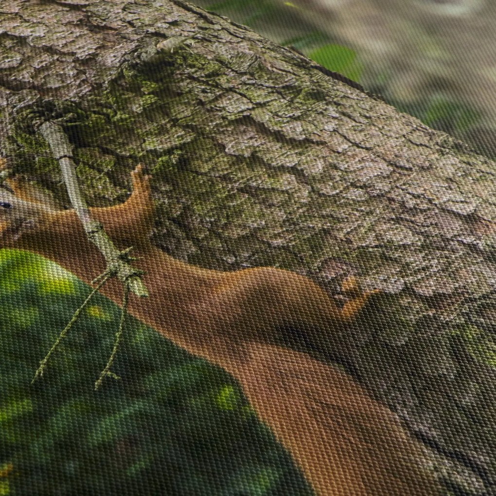 Obraz - wiewiórka (125x70 cm)