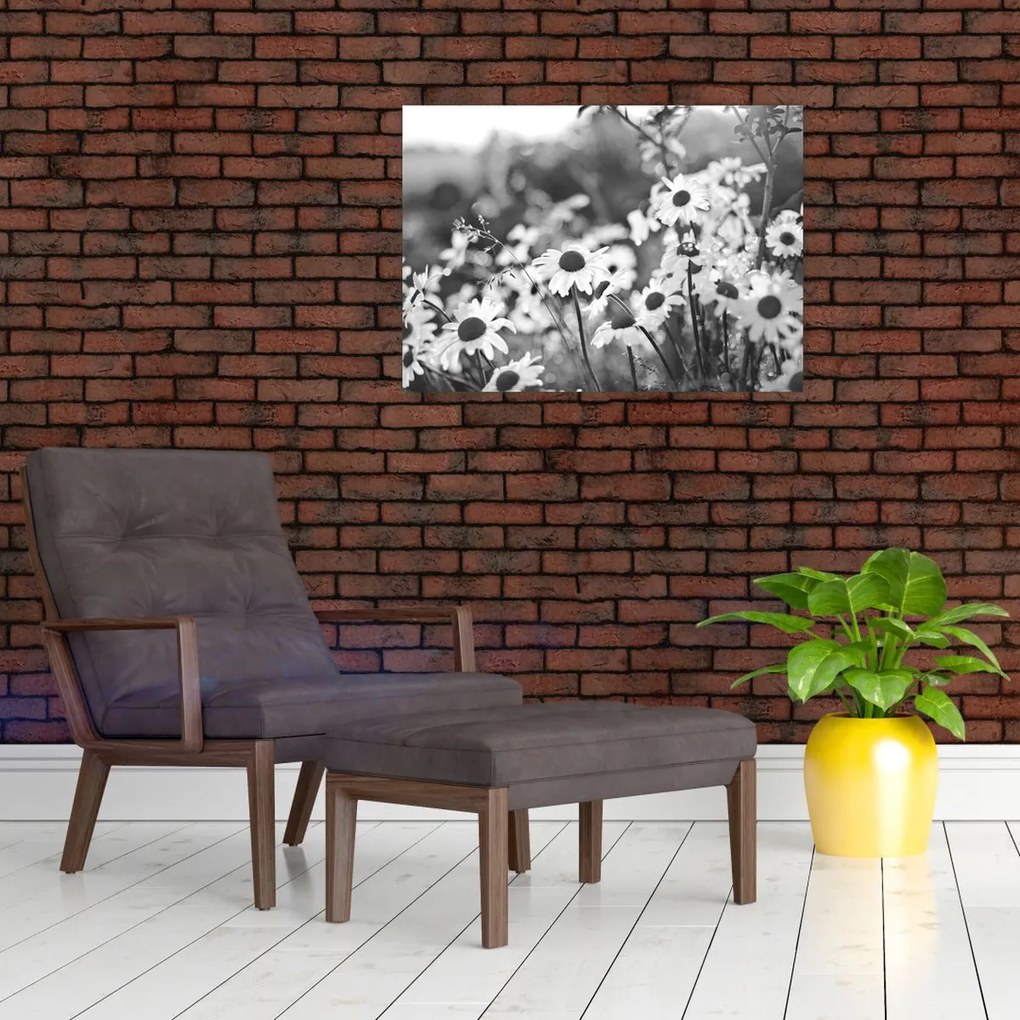 Obraz - Stokrotki (70x50 cm)