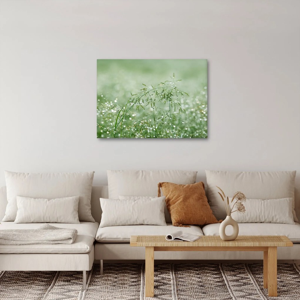 Obraz - Poranna rosa na źdźbłach trawy (70x50 cm)