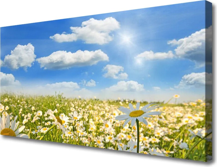 Obraz na płótnie Białe Stokrotki w Zieleni