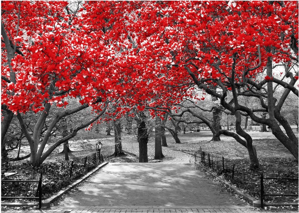 Obraz na szkle - Czerwone drzewa, Central Park, New York (70x50 cm)