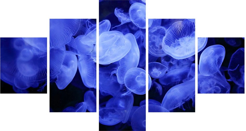 Obraz - Meduzy (125x70 cm)