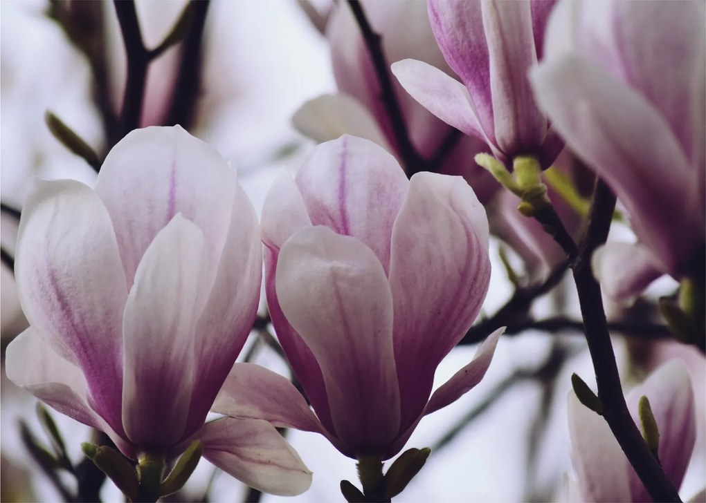 Obraz - Magnolia (70x50 cm)
