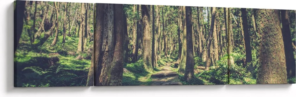 Obraz ścieżki pomiędzy drzewami (170x50 cm)