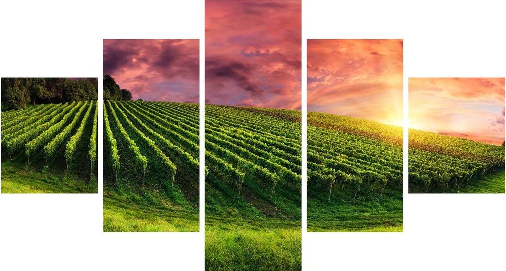 Obraz winnicy z kolorowym niebem (125x70 cm)