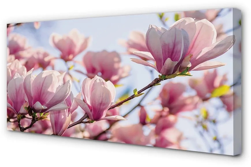 Duży obraz na płótnie Magnolia