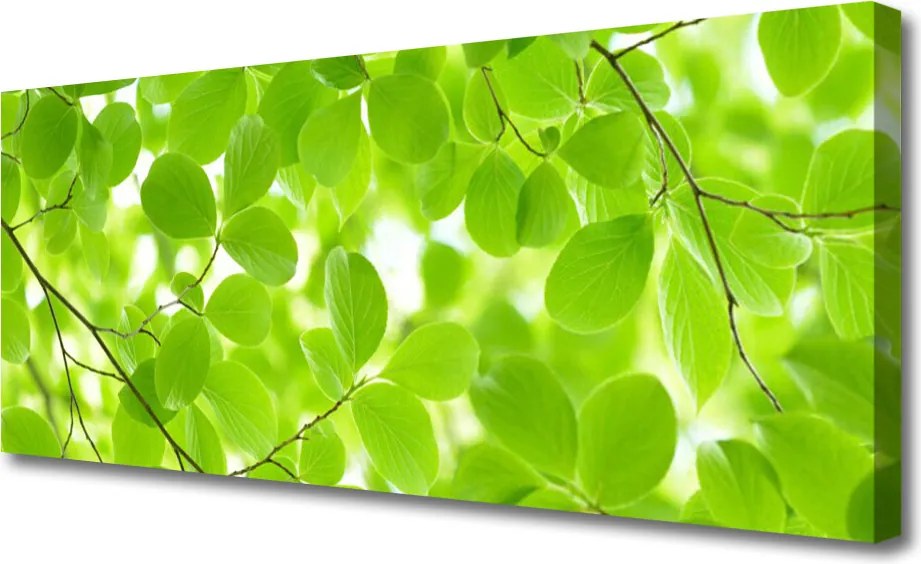 Obraz drukowany na płótnie Organiczne Formy Liści
