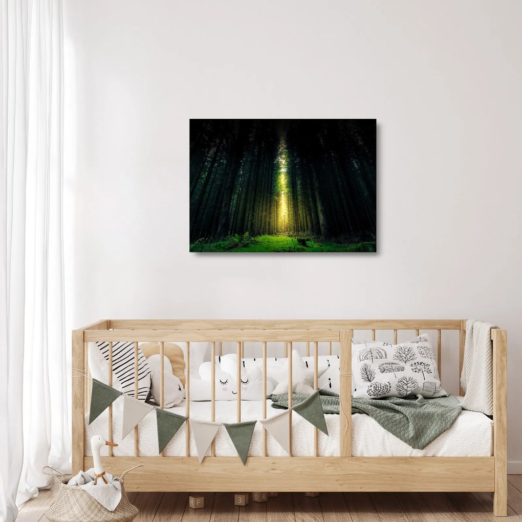 Obraz na szkle - ciemny las (70x50 cm)